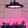 Фитопрожектор для растений Эра FITO-50W-RB-LED-UFO Б0053280 — купить в Bronko‑Decor