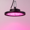 Фитопрожектор для растений Эра FITO-50W-RB-LED-UFO Б0053280 — купить в Bronko‑Decor