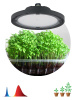 Фитопрожектор для растений Эра FITO-50W-RB-LED-UFO Б0053280 — купить в Bronko‑Decor
