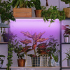 Фитолампа для растений Эра FITO-18W-RB-Т8-G13-NL Б0042990 — купить в Bronko‑Decor