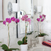 Бра Hinkley Shelly HK-SHELLY1-BATH — купить в Bronko‑Decor