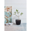 Ваза Eglo Culasi 421392 — купить в Bronko‑Decor